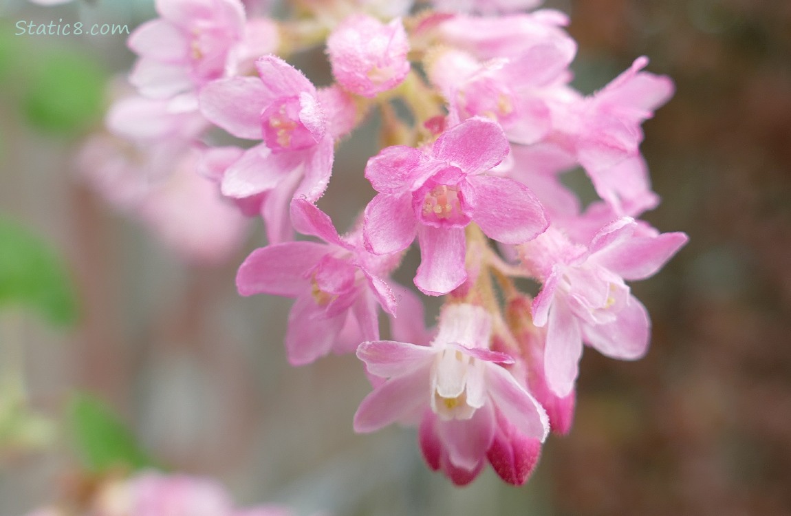 Red Flowering Currant