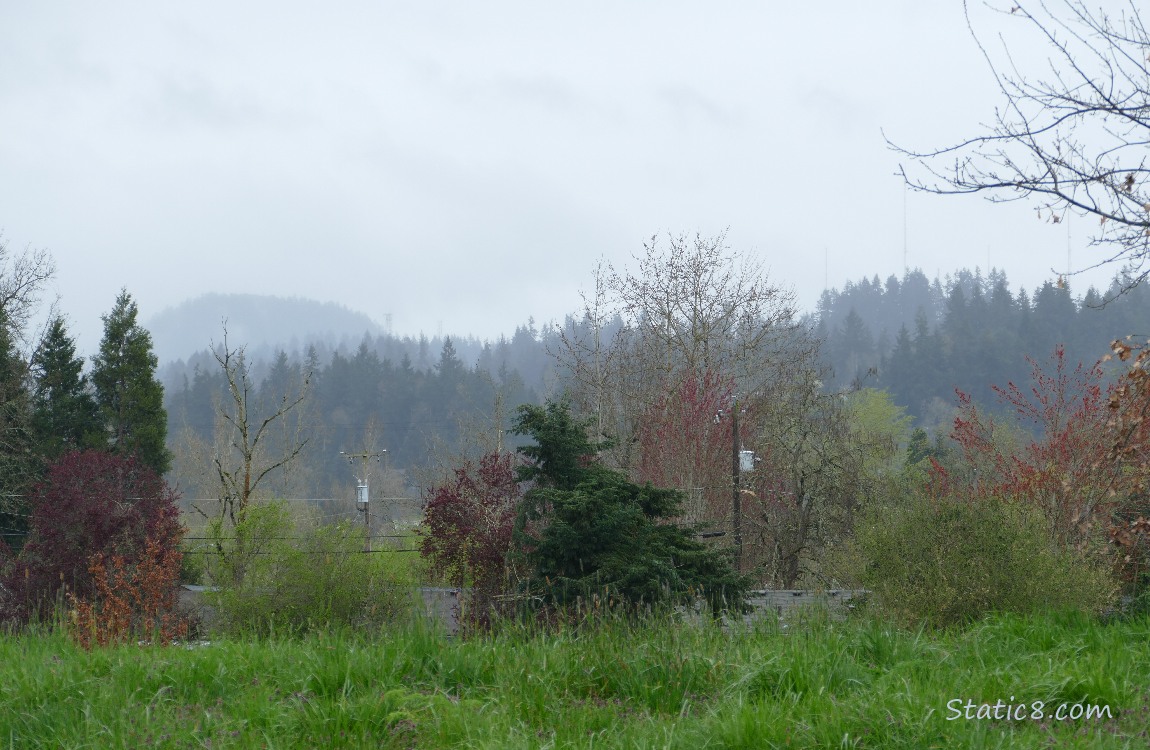 Foggy trees on the hills in the distance