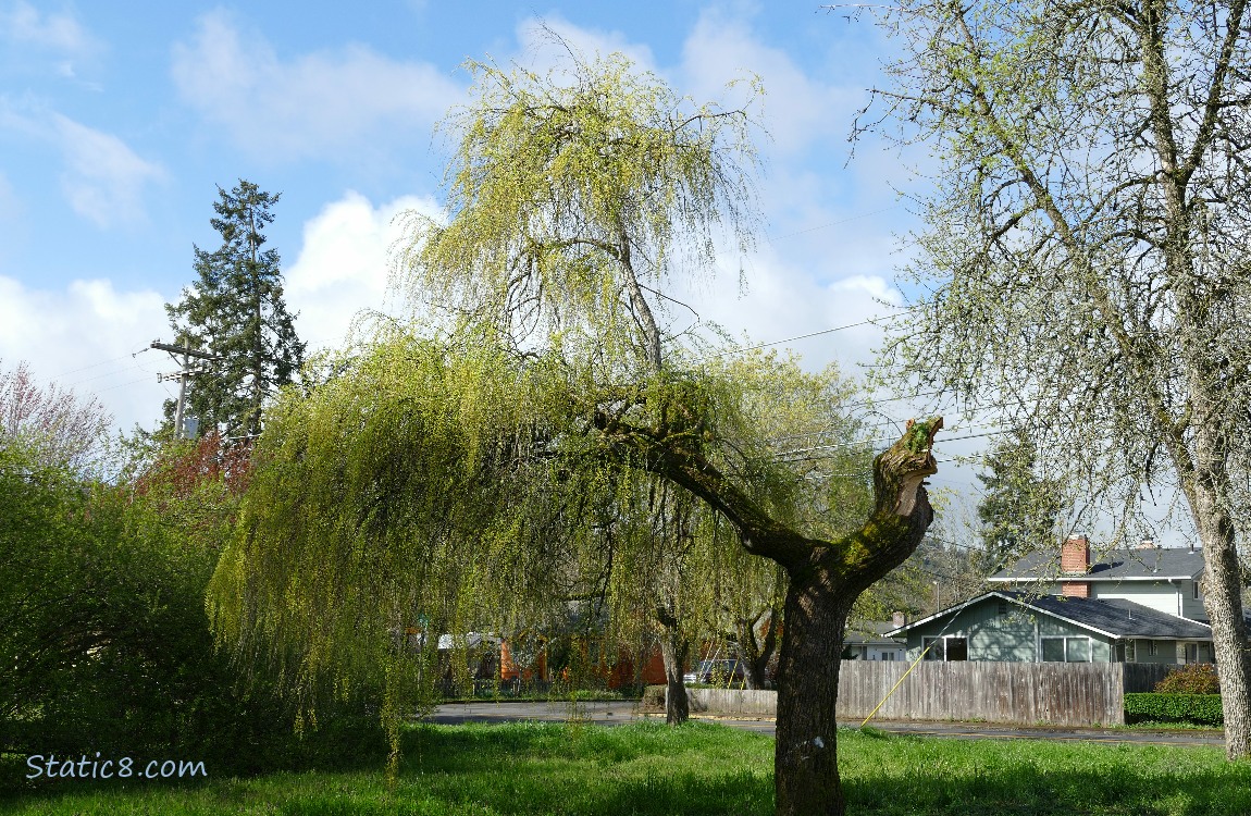 Willow tree with a limb stump