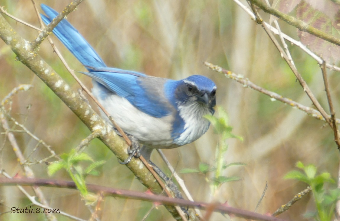 Western Scrub Jay standing on a stick