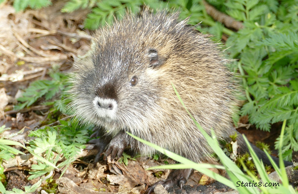 Young Nutria standing on the ground