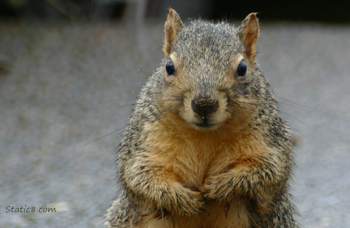 Close up of a squirrel