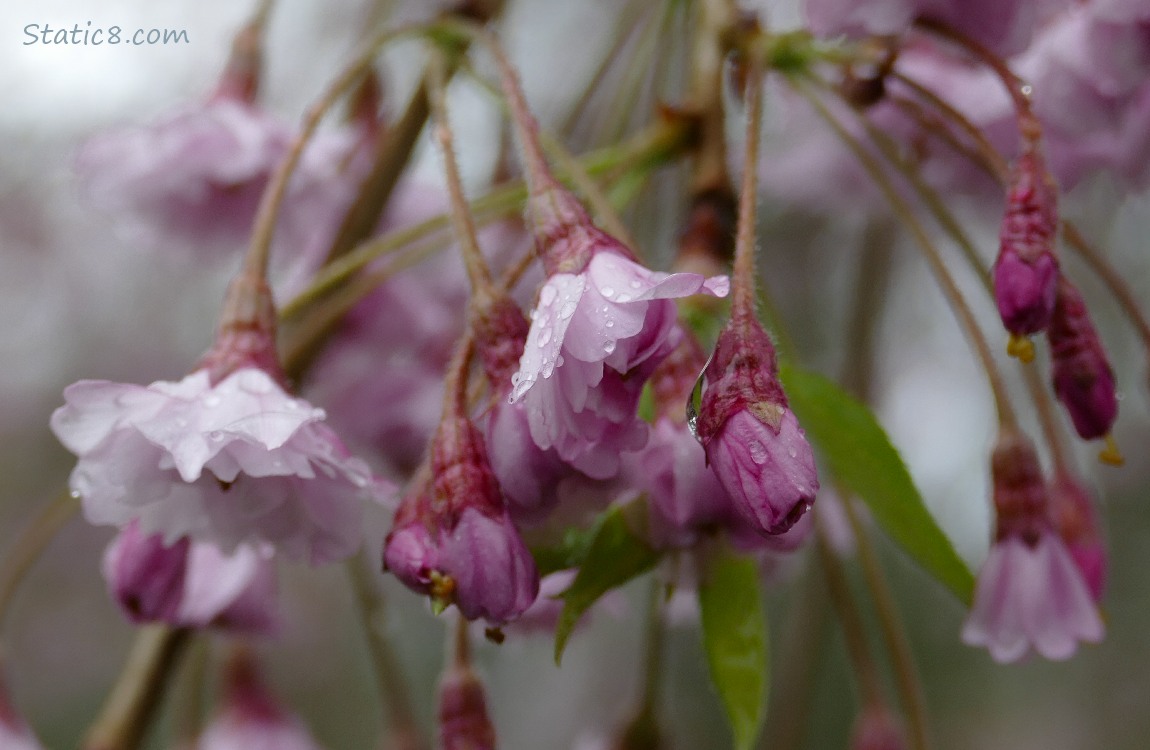 Ornamental Cherry Blossoms