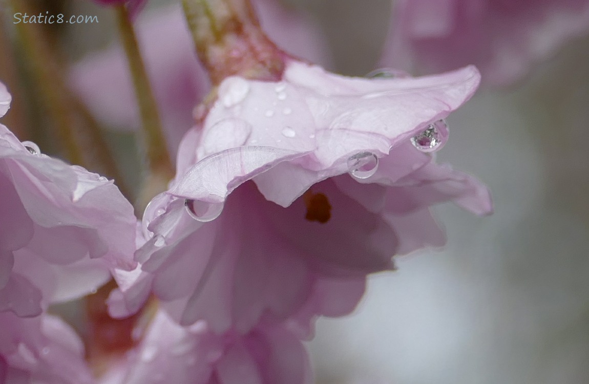 Ornamental Cherry Blossoms