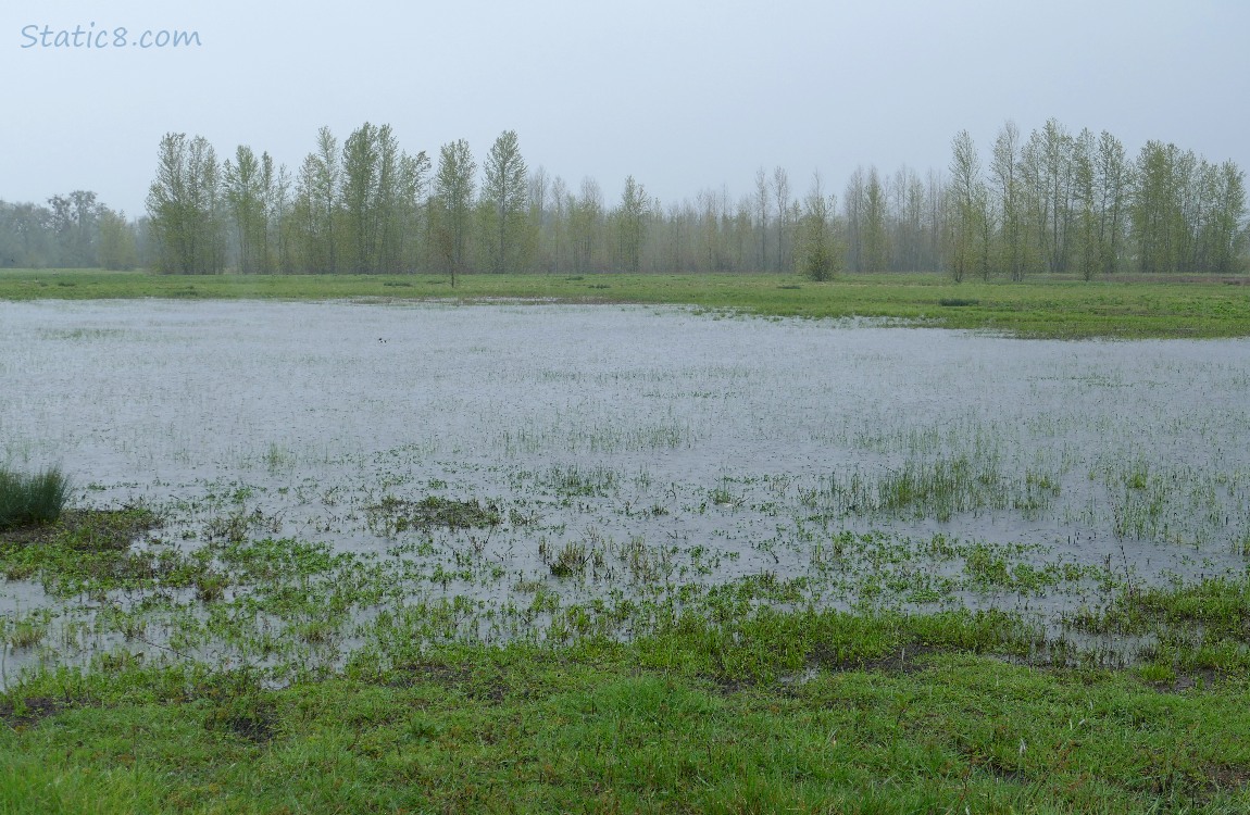 A grassy pond with trees in the background, grey with rain