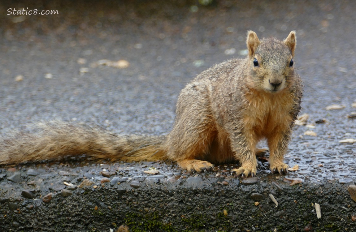 Squirrel sitting on the sidewalk