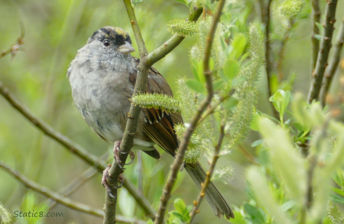 Golden Crown Sparrow standing on a twig, surrounded by willow catkins