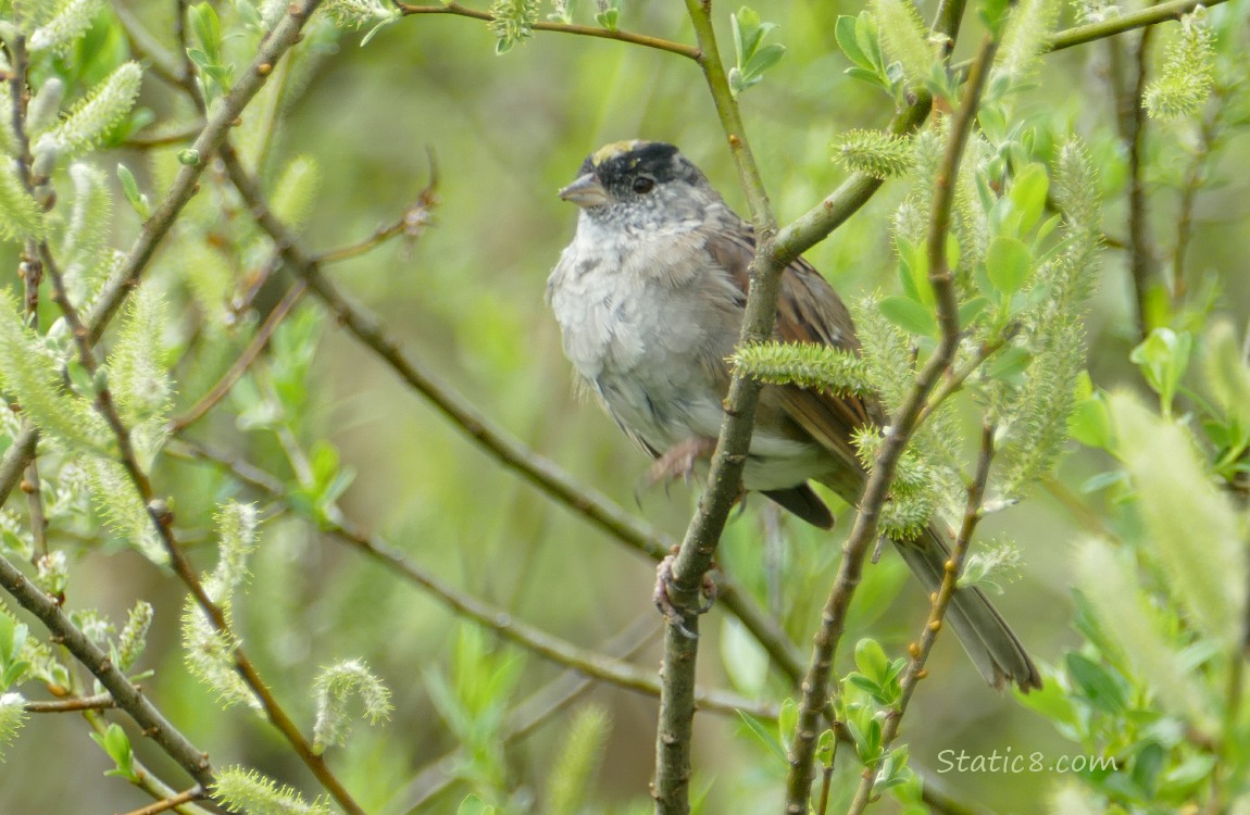 Golden Crown Sparrow standing on a twig, stomping her foot