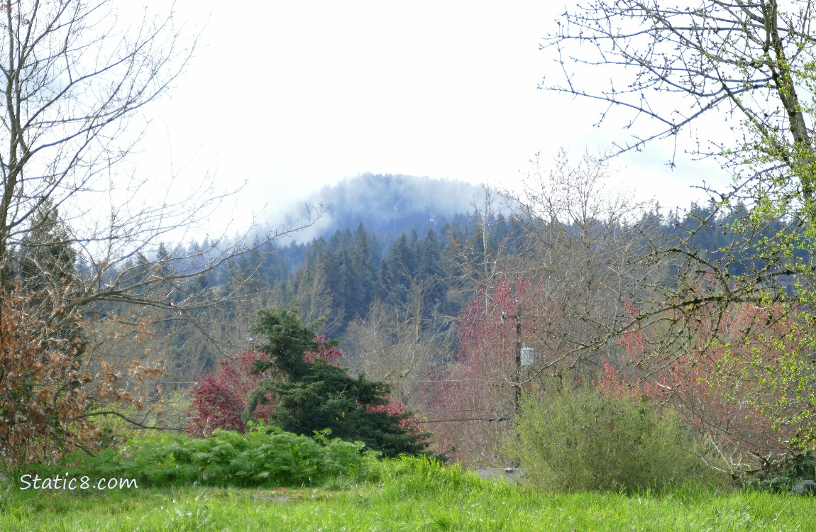 trees and a foggy hill in the distance