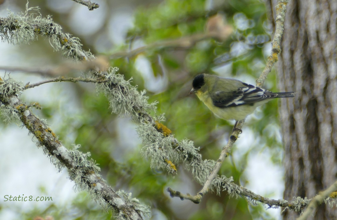 Lesser Goldfinch on a mossy twig