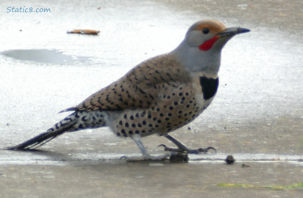 Northern Flicker standing on the sidewalk