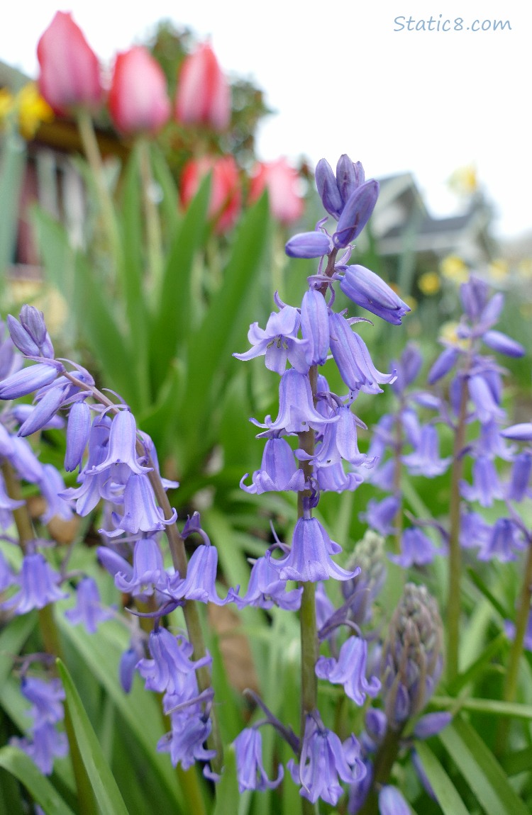 Spanish Bluebells with pink tulips in the background