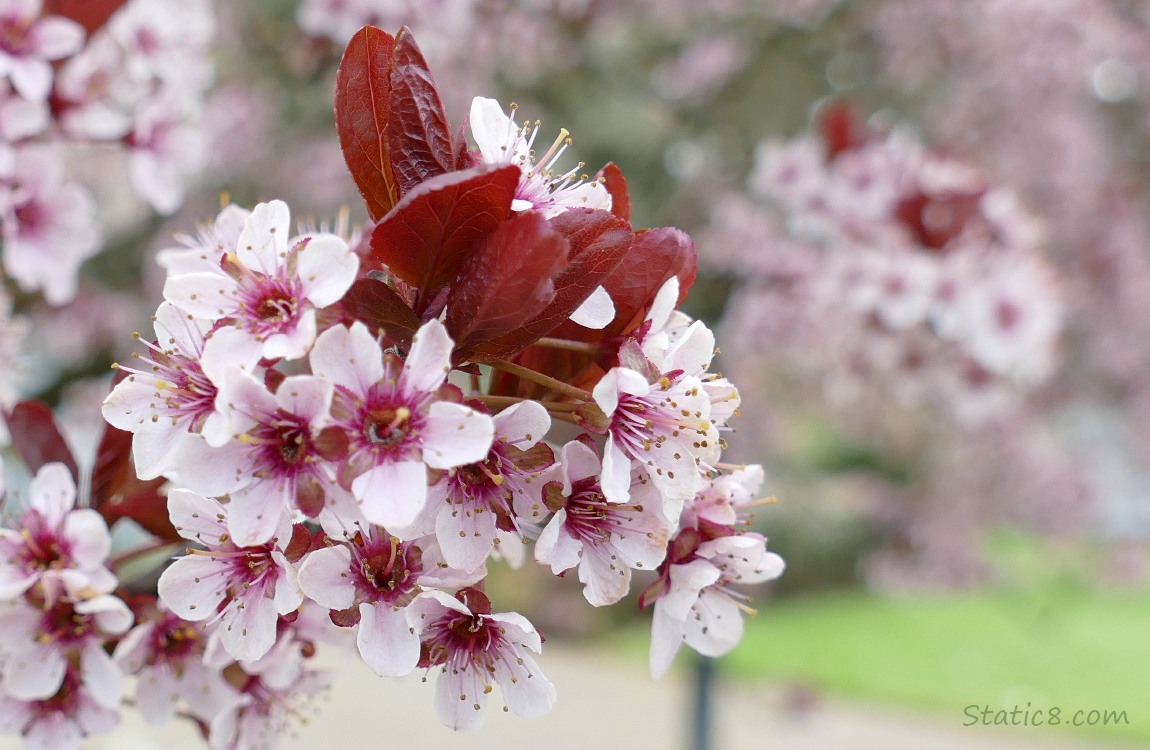 Cherry Blossoms