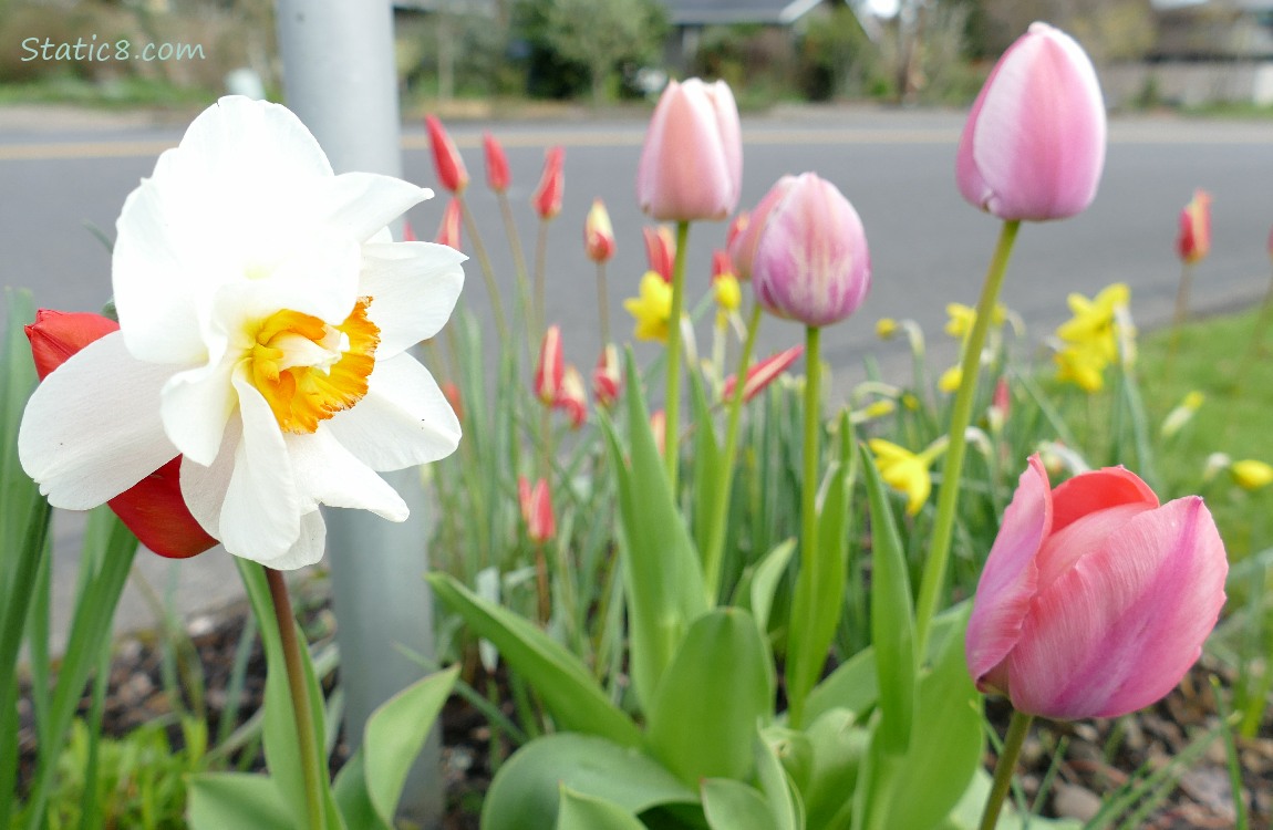 Daffodil with pink tulips