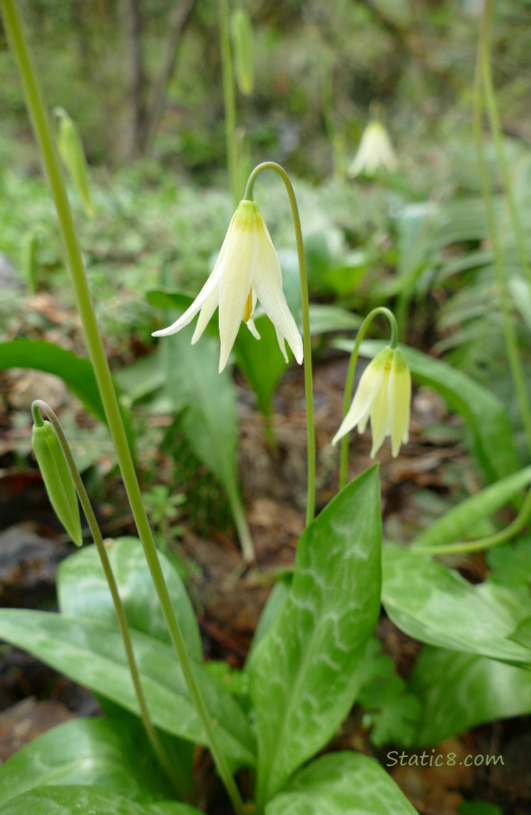 Fawn Lilies blooming