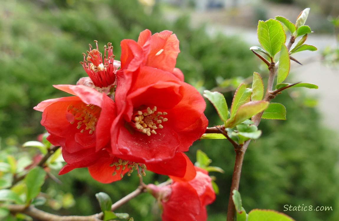 Flowering Quince