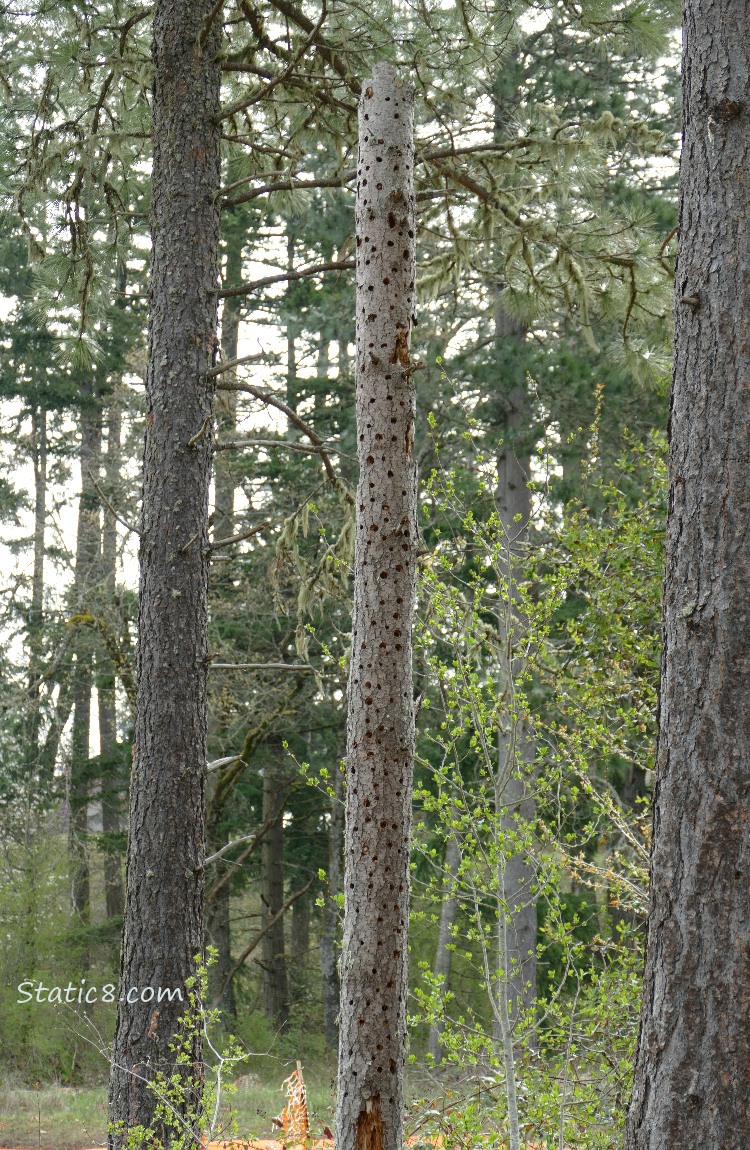 Tree trunk with holes made by Acorn Woodpeckers