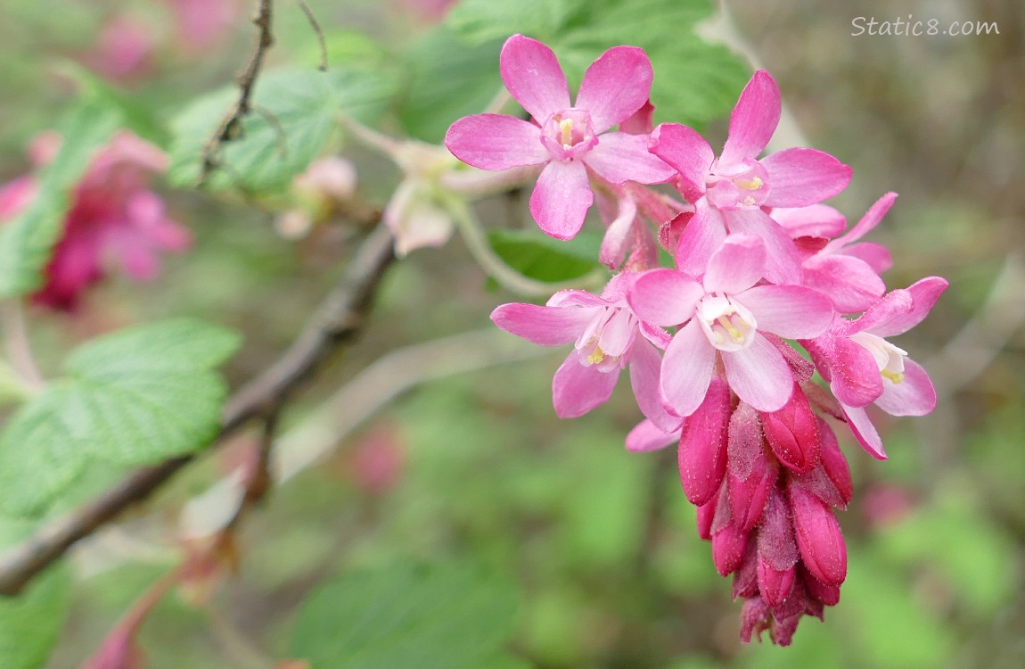 Red Flowering Currant blooms