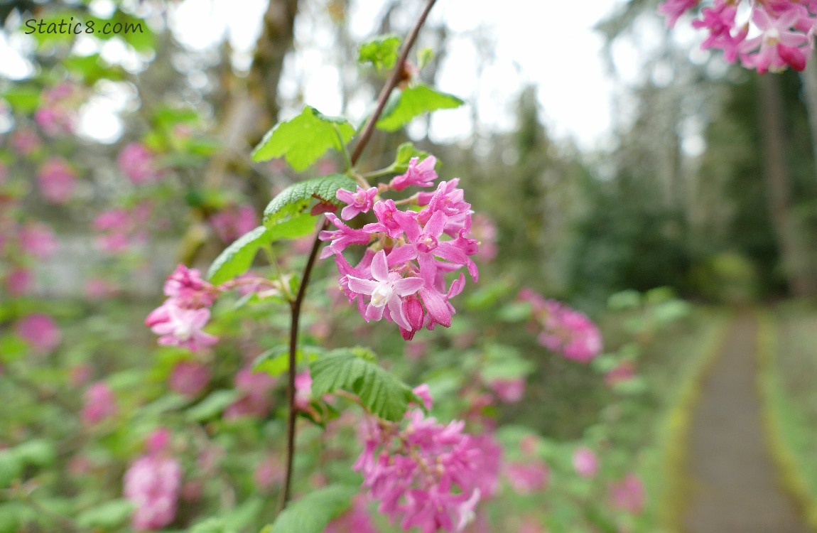 Red Flowering Currents near the path