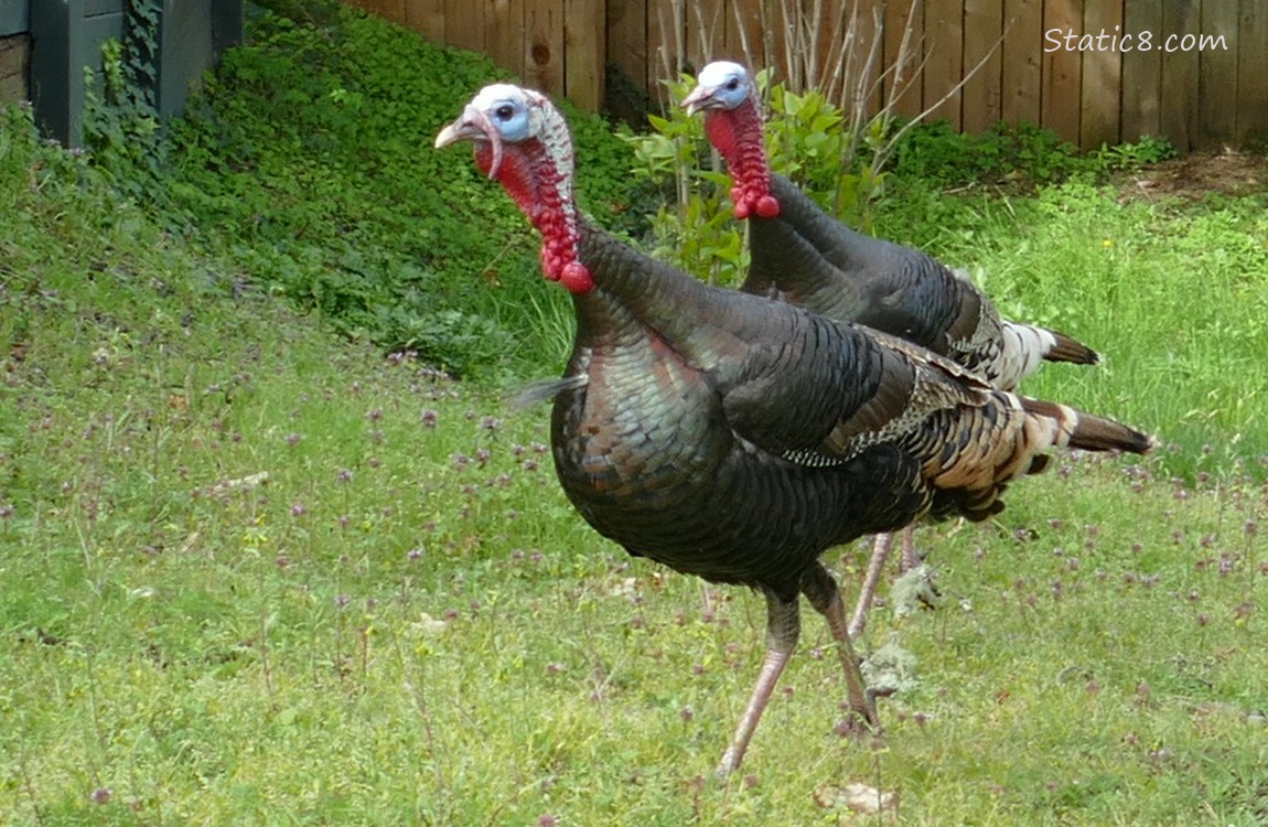 Two Wild Turkeys walking across a grass yard