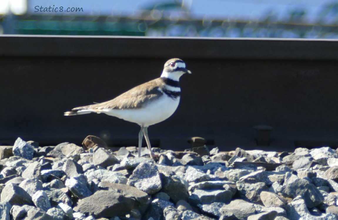 Killdeer walking among rocks of the train tracks