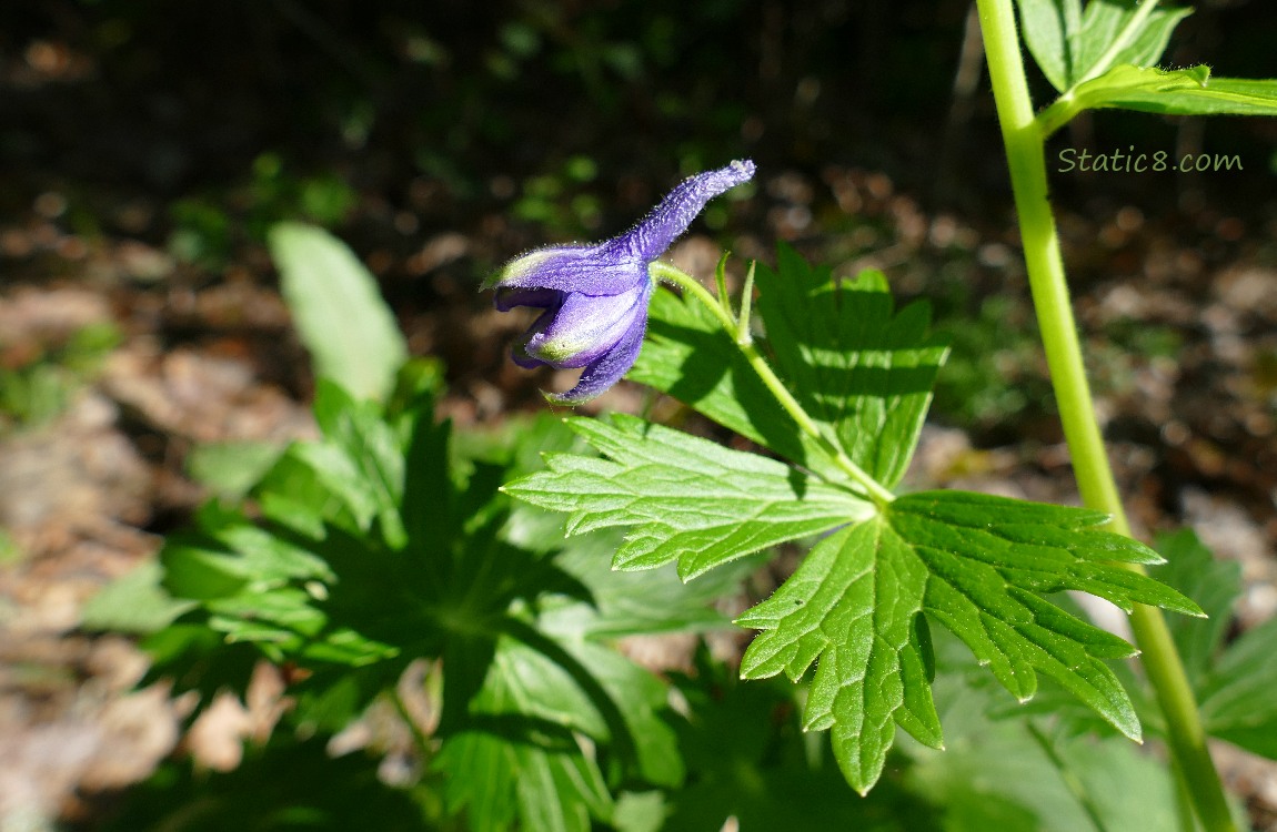 Larkspur bloom