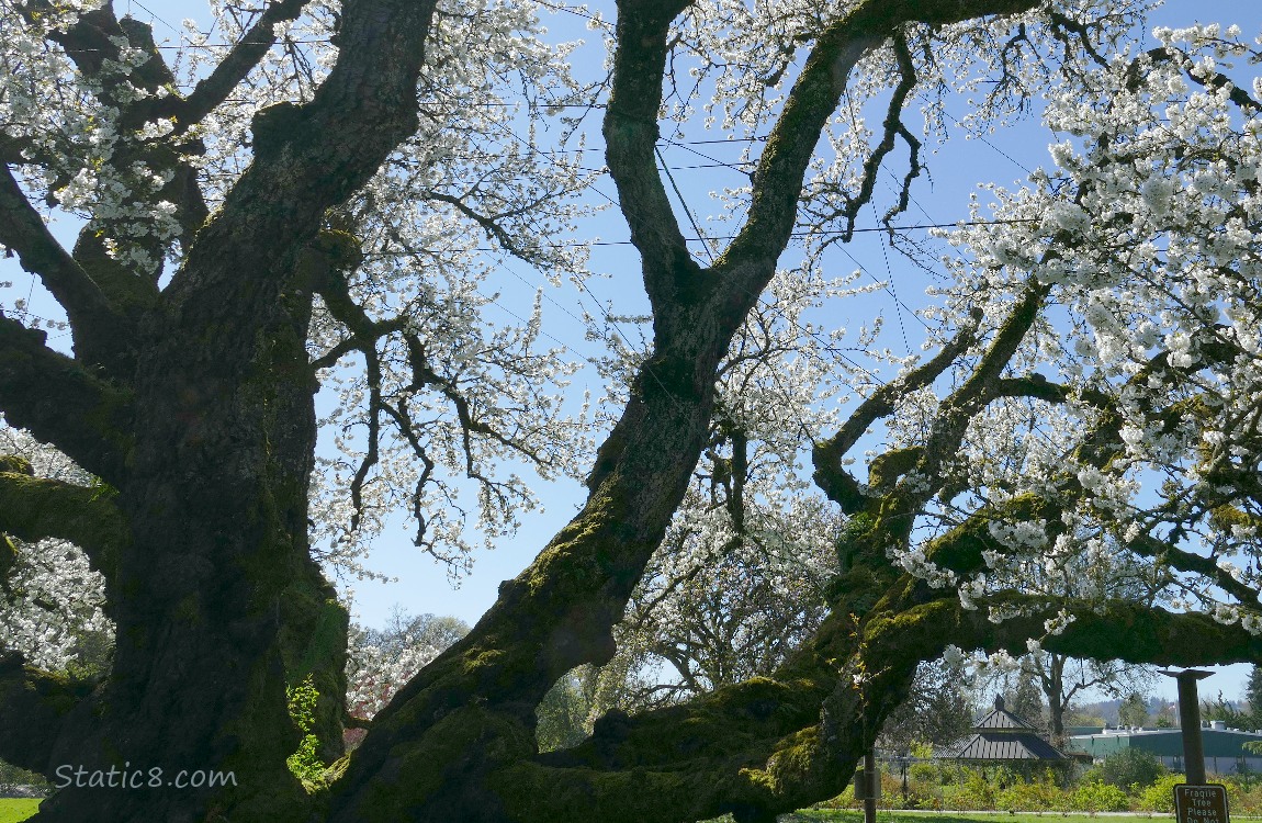 Massive trunk of the old cherry tree