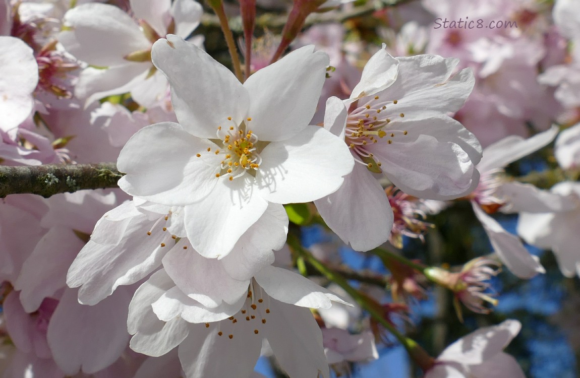 Ornamental Tree Blossoms