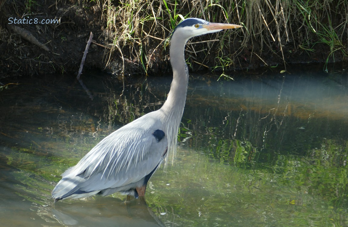 Great Blue Heron Walking in water