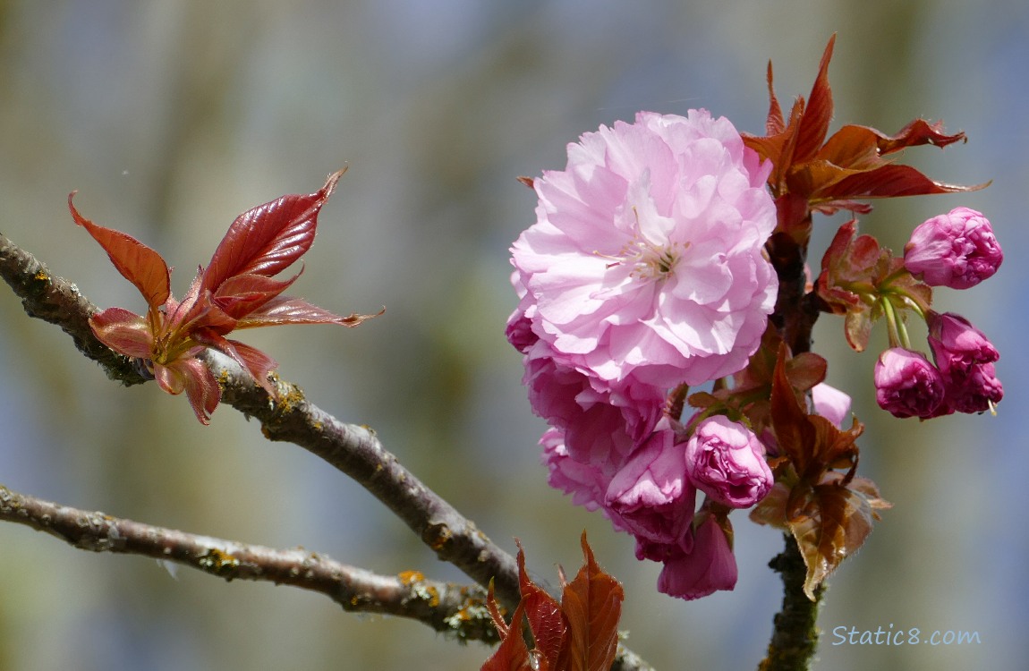 pink Cherry Blossoms