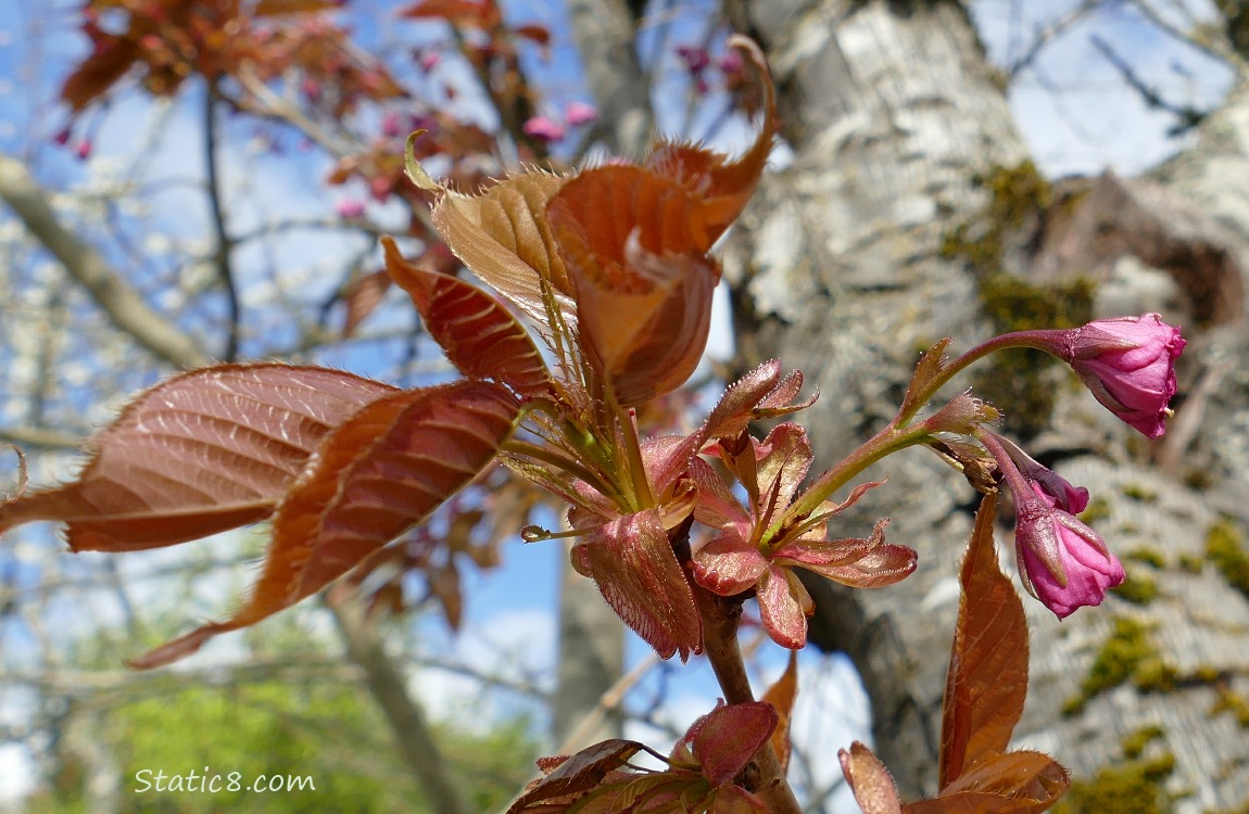 Cherry Tree leaves