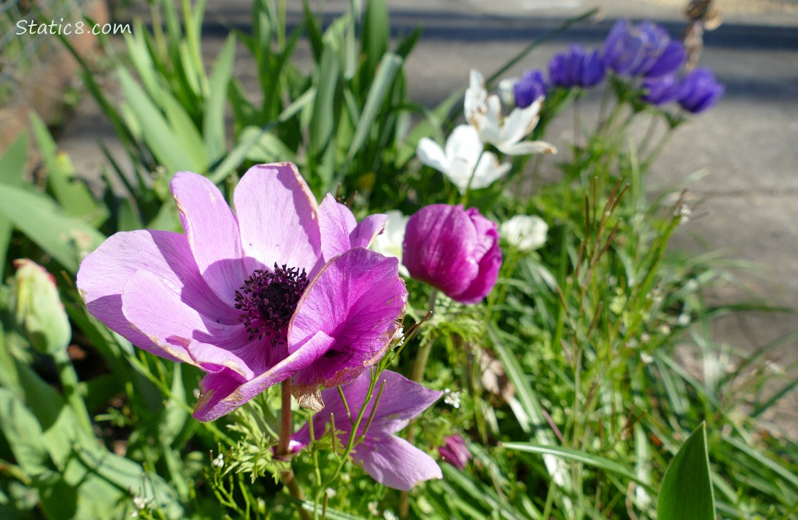 Japanese Anemones in red violet and purple