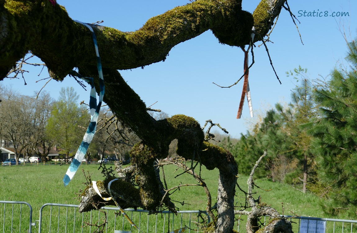 Leaning Tree with streamers hanging from the branches