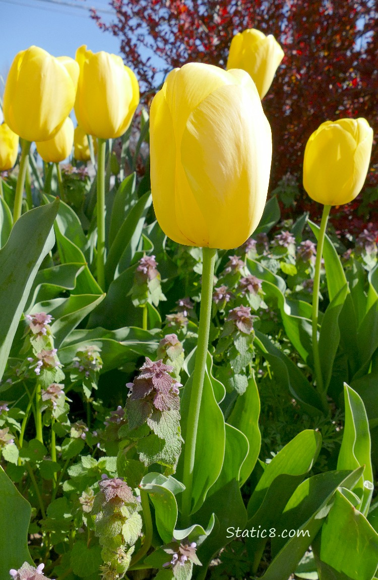 Yellow Tulips with Dead Nettle and blue sky