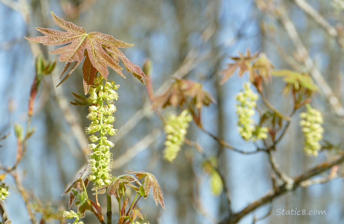 Big Leaf Maple leaves and catkins