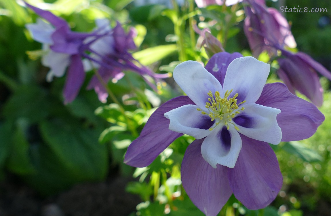 Purple and white Columbine blooms