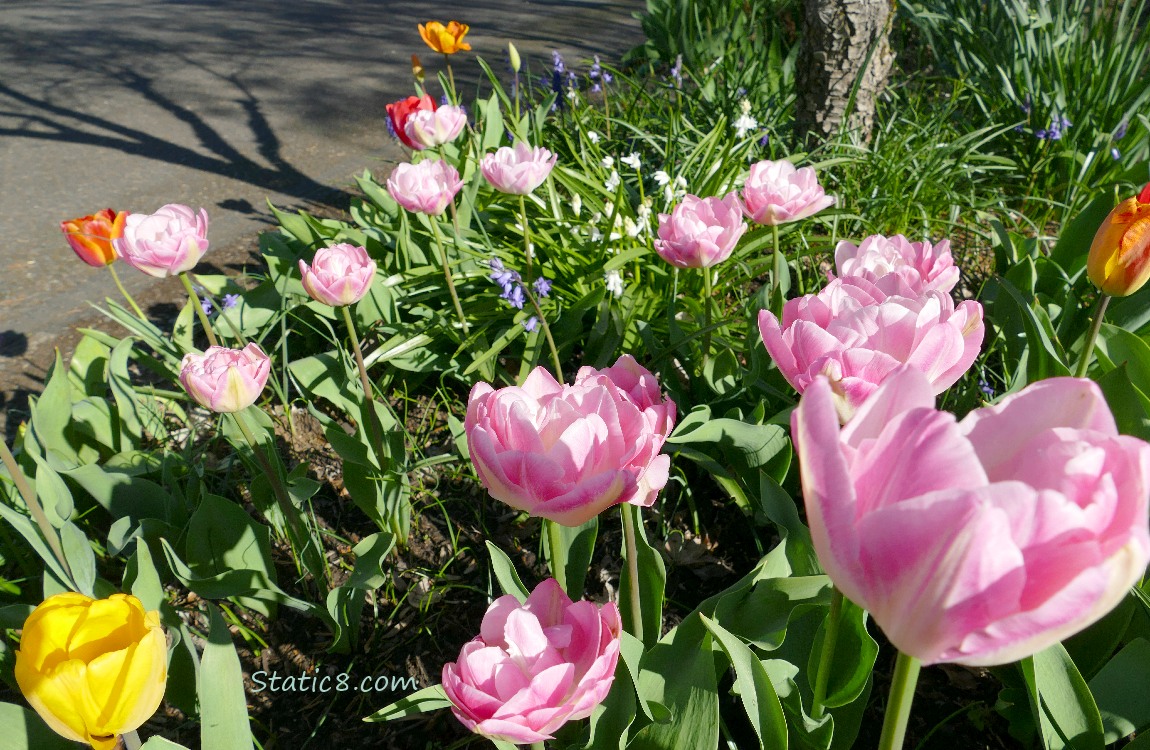 Pink Tulips