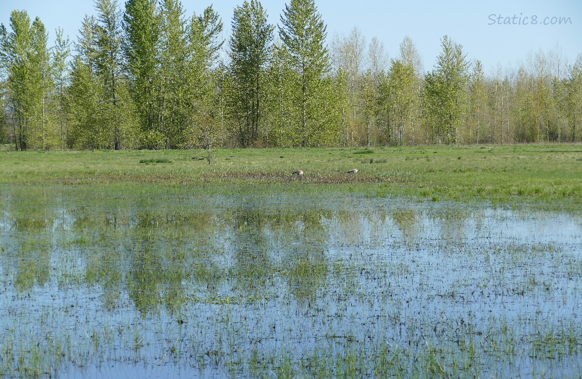 grassy pond with trees in the distance