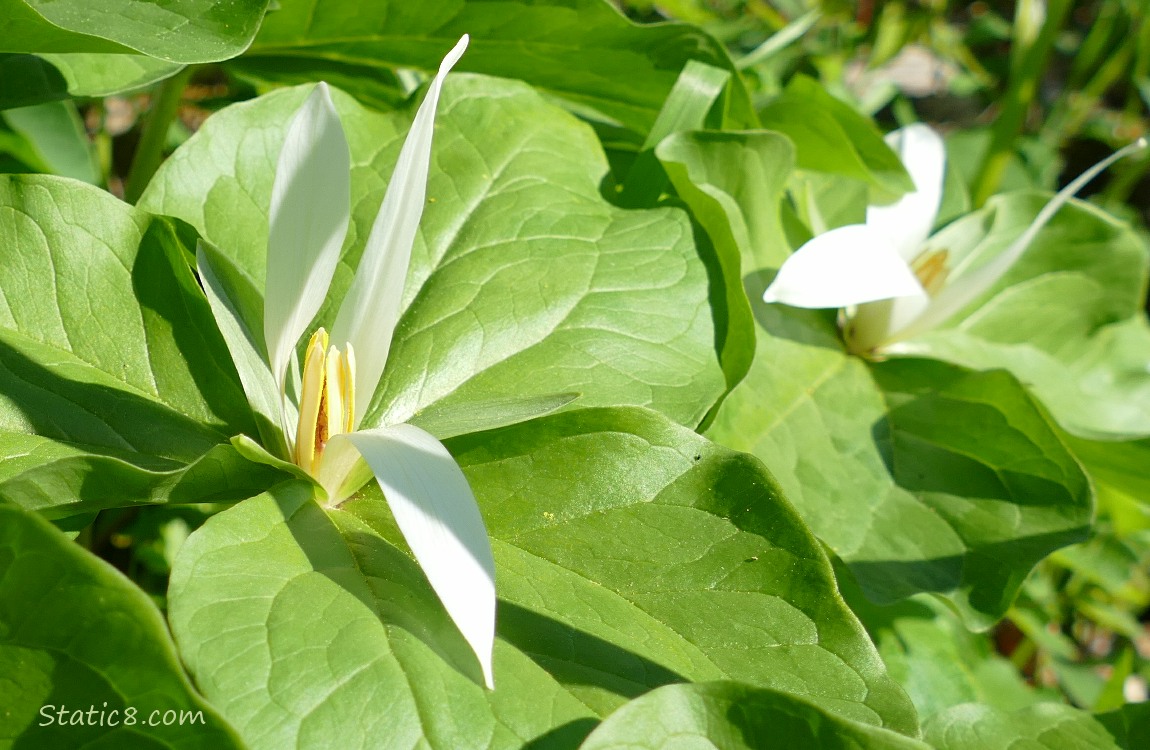 Trillium blooms