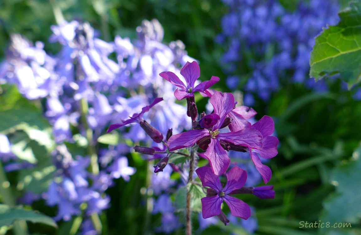 Purple Wallflowers and Spanish Bluebells in the background