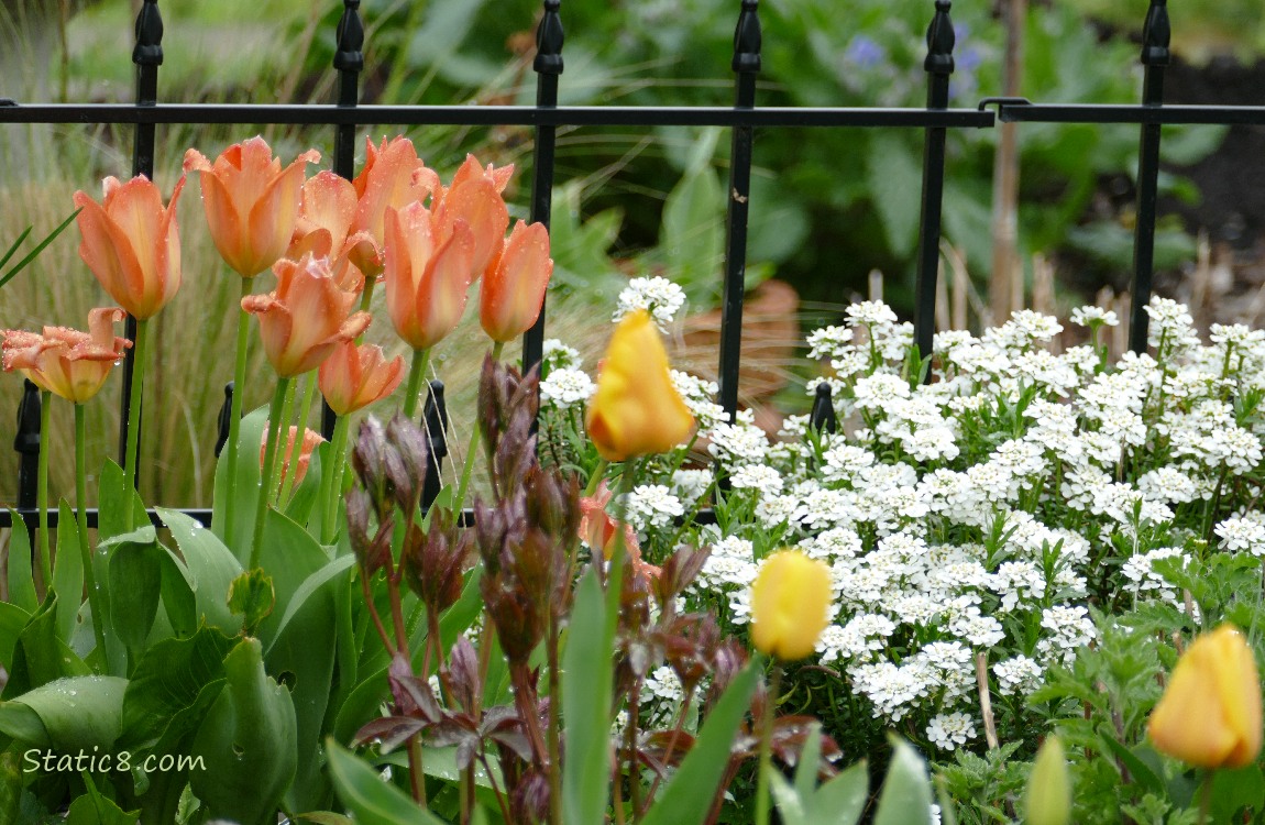 Tulips and white flowers