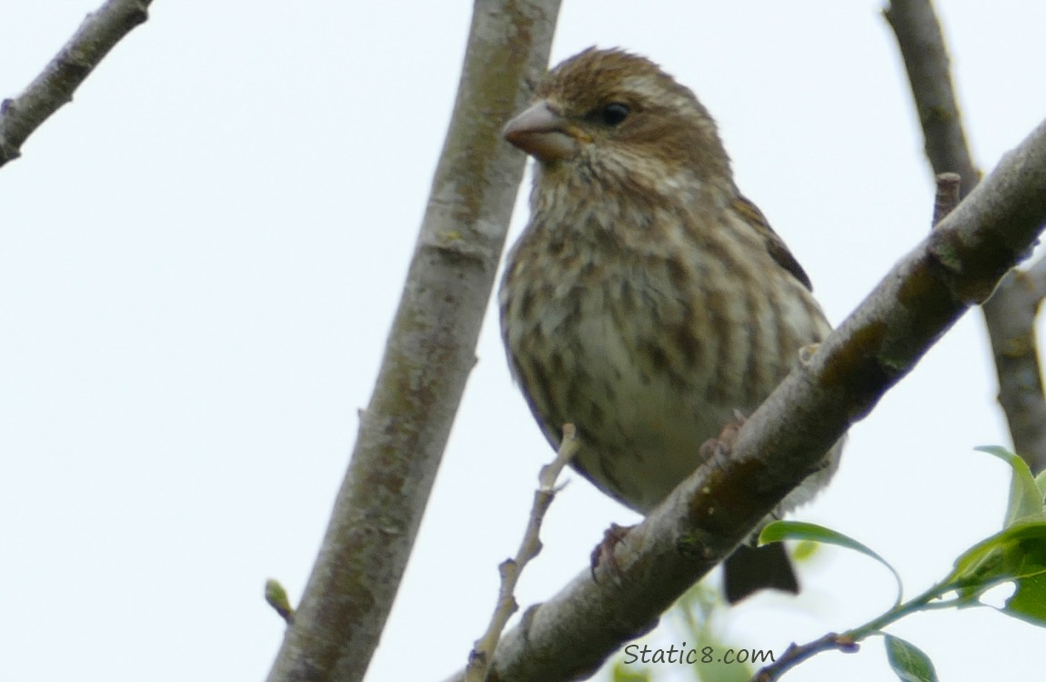 Little brown bird standing on a twig