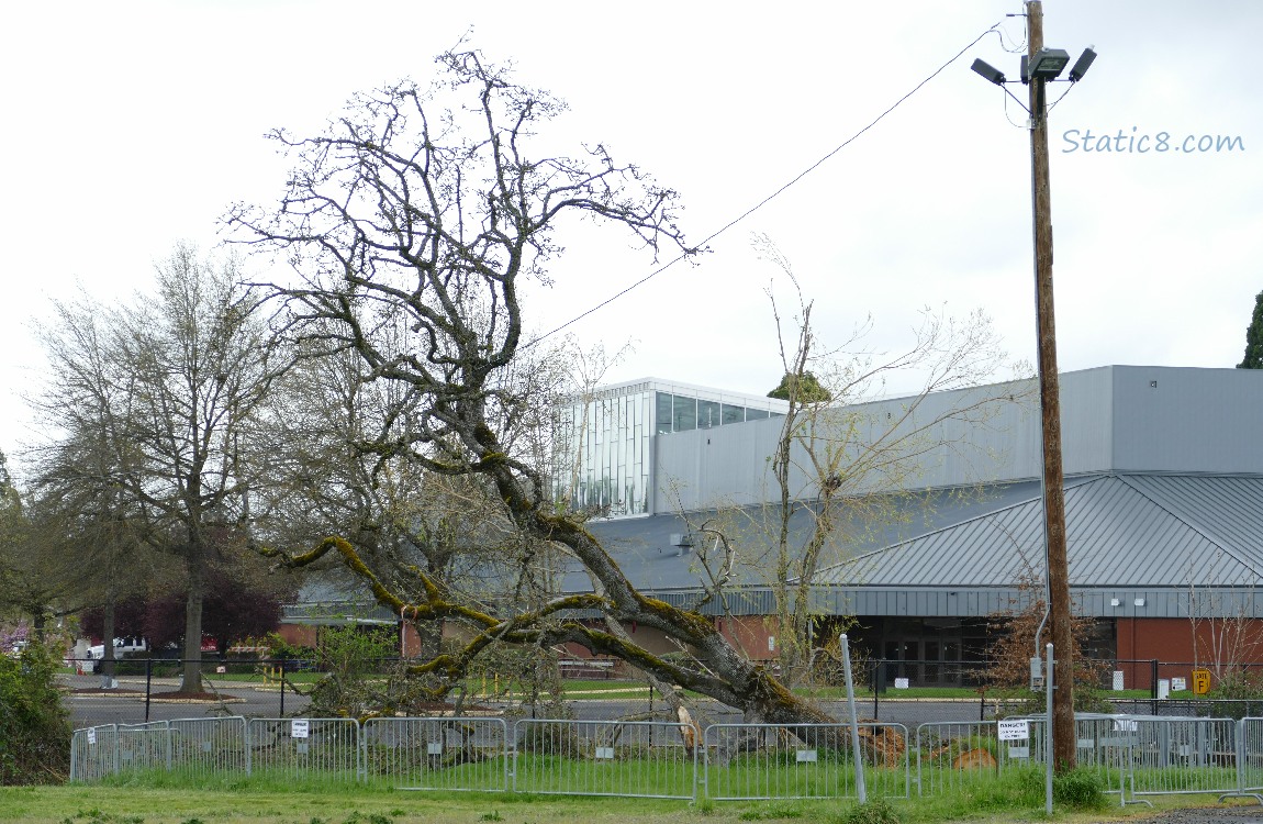 Fallen Leaning Tree, surrounded by a temporary fence