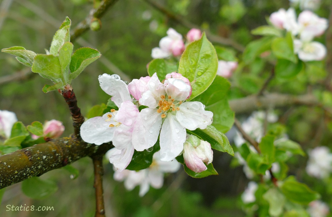 Apple blossoms