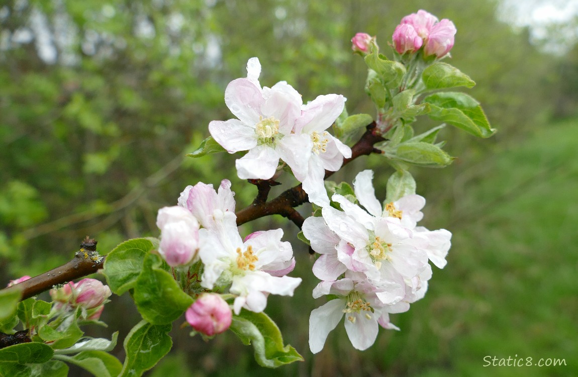 Apple blossoms