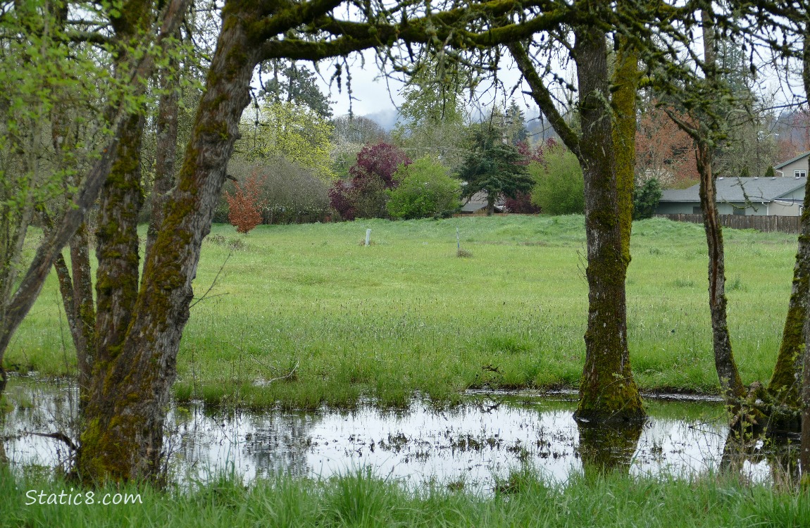 grassy pond with trees