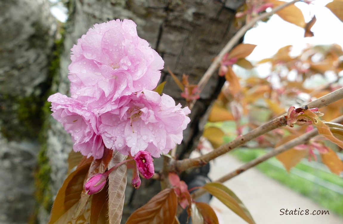 Ornamental Cherry Blossoms next to the bike path