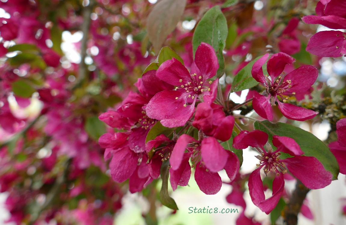 Dark pink tree blossoms