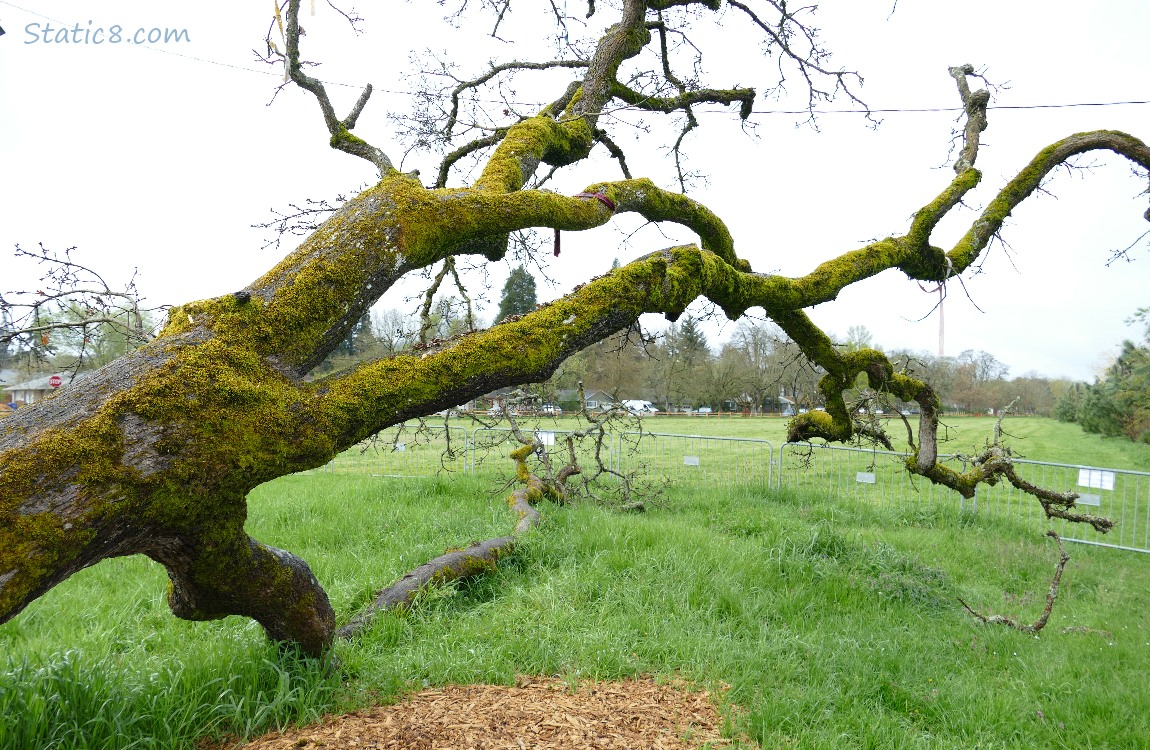 Fallen Leaning Tree