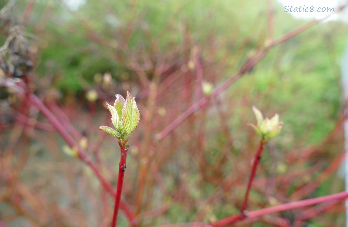 Tree leaves budding out!